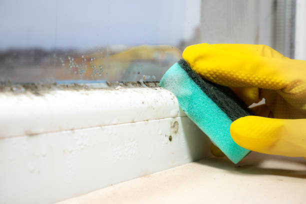 Best White Mold Remediation in Rapid City, SD