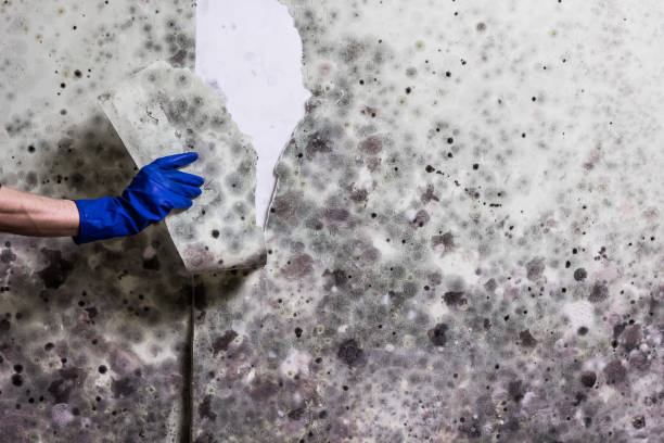 Best Black Mold Remediation in Rapid City, SD
